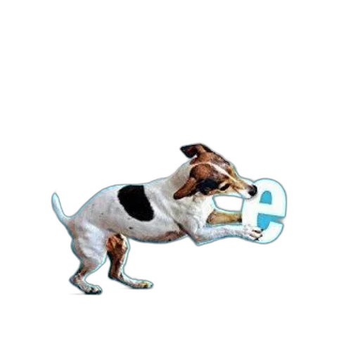 animal, creature, staff, concept art transparent PNG cut-out