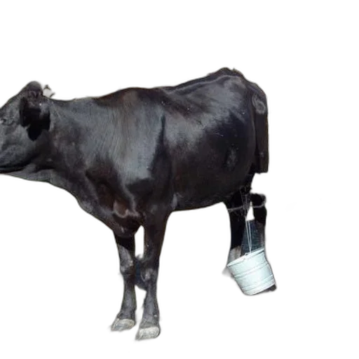 animal, bottle, food, staff transparent PNG cut-out