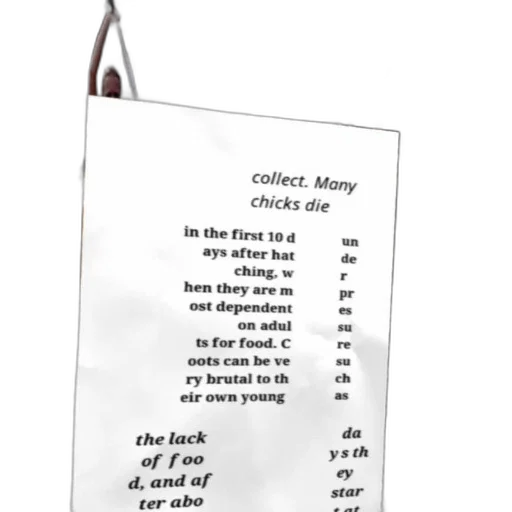 staff, jewelry, poster, text transparent PNG cut-out