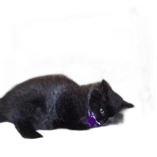 animal, creature, staff, jewelry transparent PNG cut-out