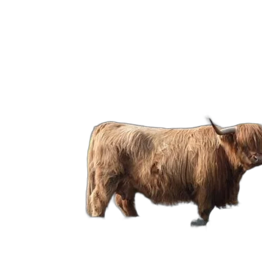 animal, hair, creature, furniture transparent PNG cut-out