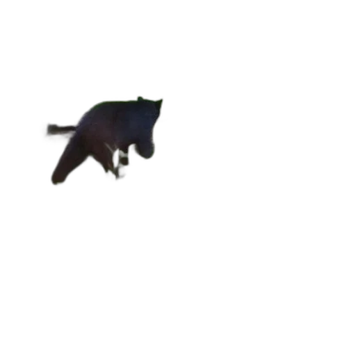 animal, creature, dragon, shoes transparent PNG cut-out