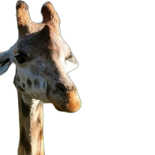 animal, mask, face, creature transparent PNG cut-out