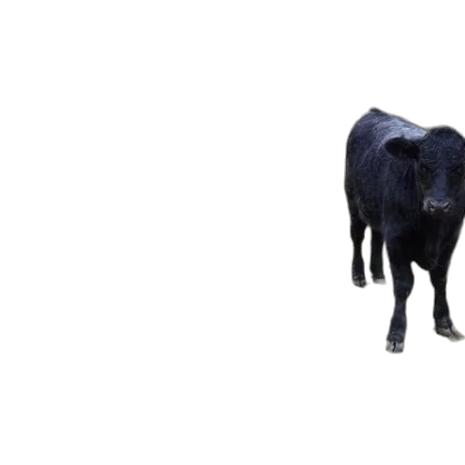 animal, creature, food, face transparent PNG cut-out