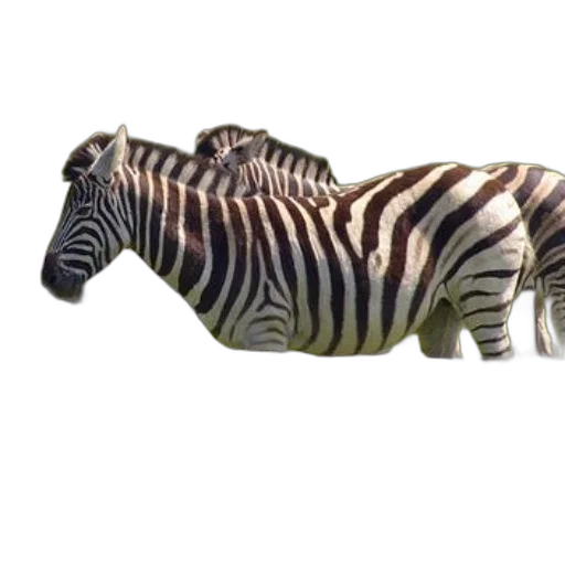 animal, creature, furniture, jewelry transparent PNG cut-out