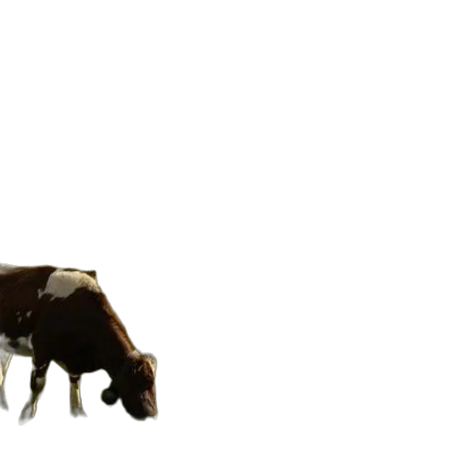animal, creature, weapon, food transparent PNG cut-out
