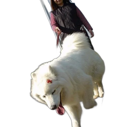 animal, sword, staff, creature transparent PNG cut-out
