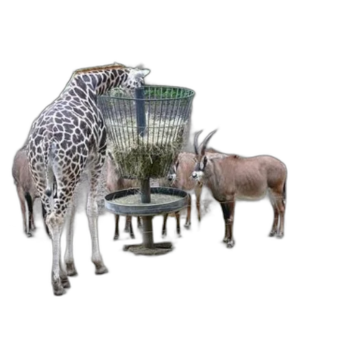 furniture, animal, jewelry, creature transparent PNG cut-out