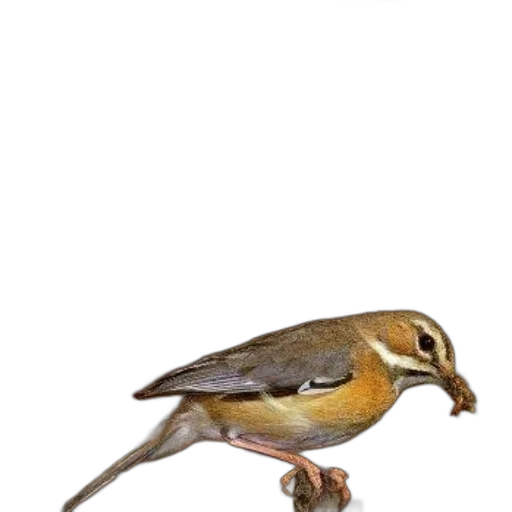 animal, staff, creature, weapon transparent PNG cut-out