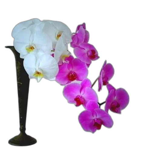 flower, staff, hat, crown transparent PNG cut-out