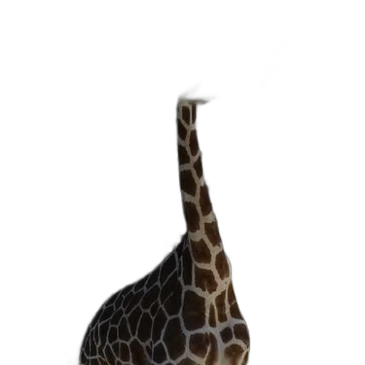 animal, hat, creature, shoes transparent PNG cut-out