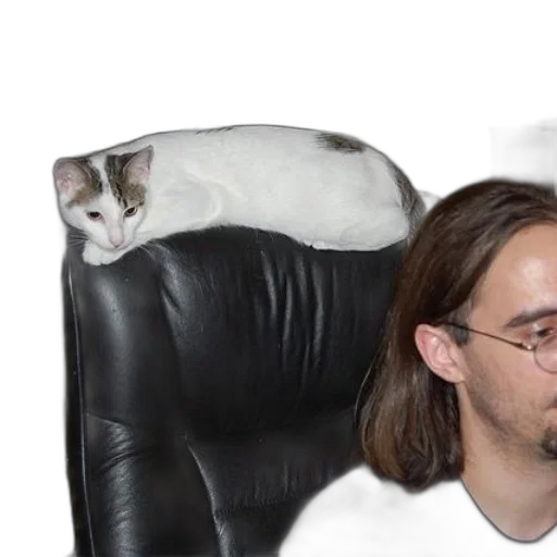 animal, creature, hair, furniture transparent PNG cut-out
