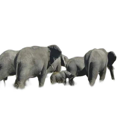 animal, staff, jewelry, 3d render transparent PNG cut-out