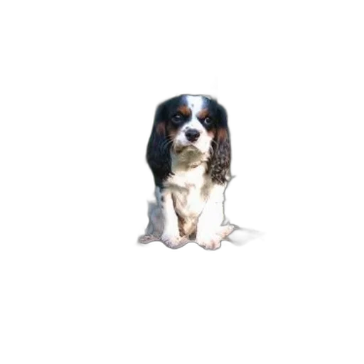 staff, animal, creature, face transparent PNG cut-out
