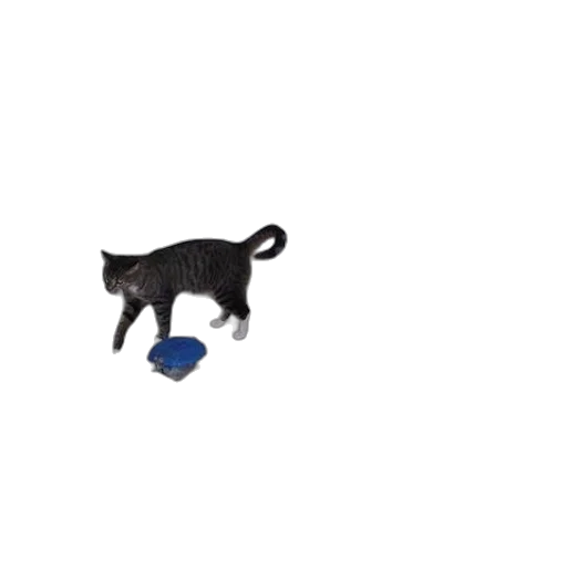 hat, animal, staff, umbrella transparent PNG cut-out
