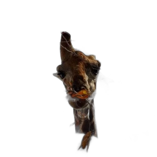 animal, creature, staff, face transparent PNG cut-out