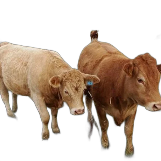 animal, food, photorealistic, concept art transparent PNG cut-out