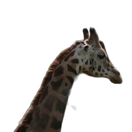 animal, creature, face, hat transparent PNG cut-out