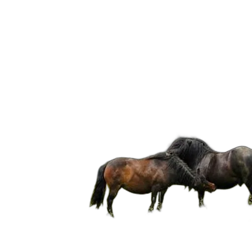 animal, hair, furniture, creature transparent PNG cut-out