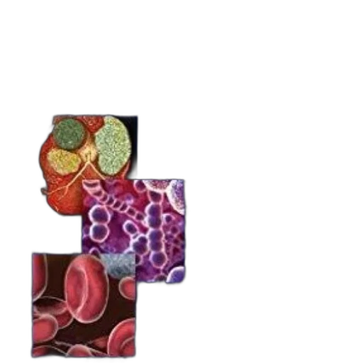 food, cover, manual, medicine transparent PNG cut-out