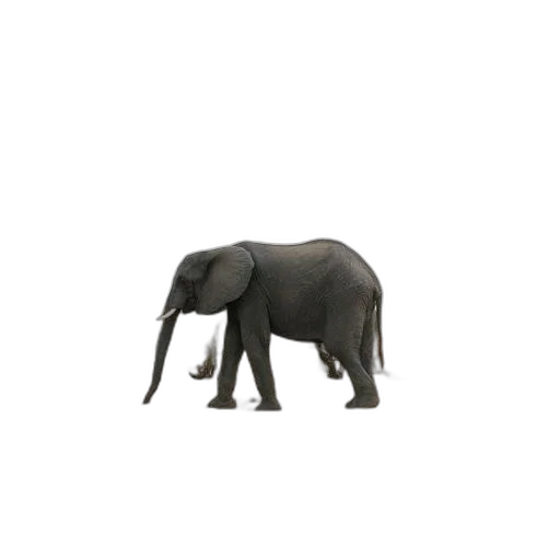 animal, creature, hat, staff transparent PNG cut-out