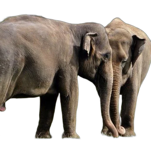 animal, creature, photorealistic, concept art transparent PNG cut-out