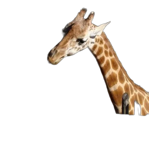 animal, creature, hat, staff transparent PNG cut-out