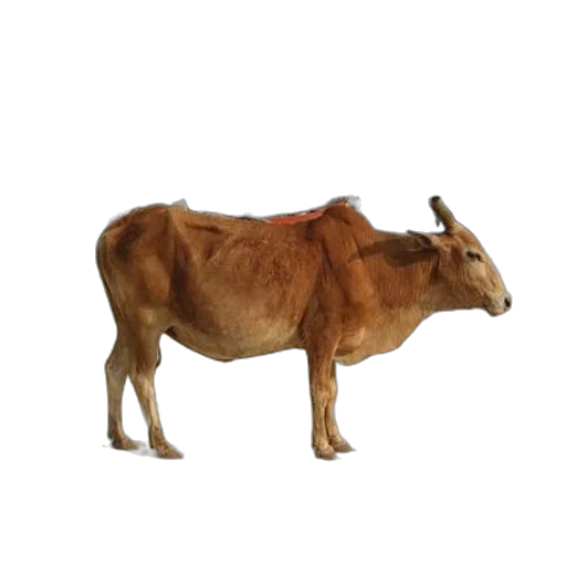 animal, food, creature, jewelry transparent PNG cut-out