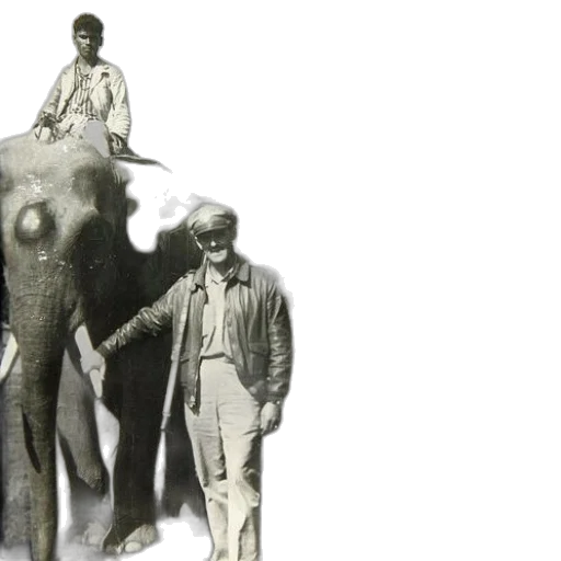 animal, black, white, photo transparent PNG cut-out