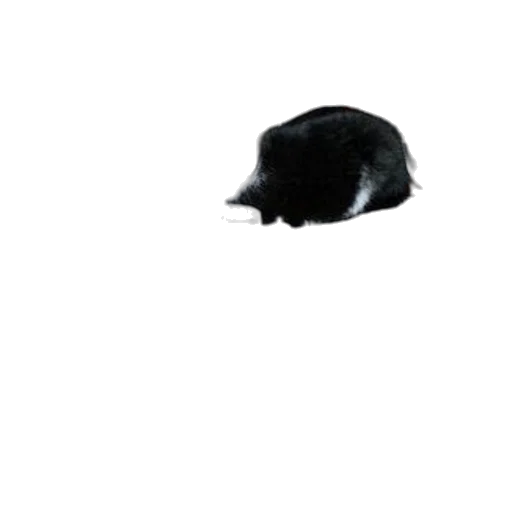 hat, animal, hair, creature transparent PNG cut-out