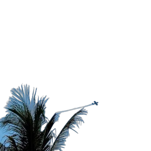 umbrella, tree, hair, staff transparent PNG cut-out