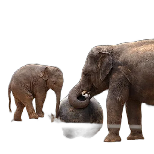 animal, photorealistic, concept art, 3d render transparent PNG cut-out