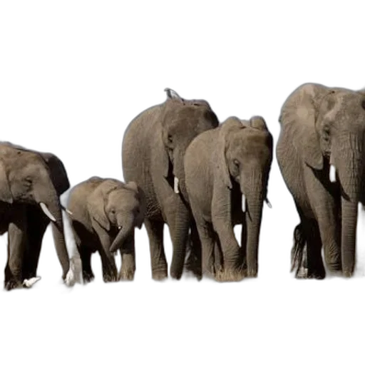 animal, concept art, herd, elephants transparent PNG cut-out