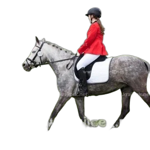 animal, jacket, staff, rider transparent PNG cut-out