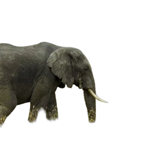 animal, creature, staff, weapon transparent PNG cut-out