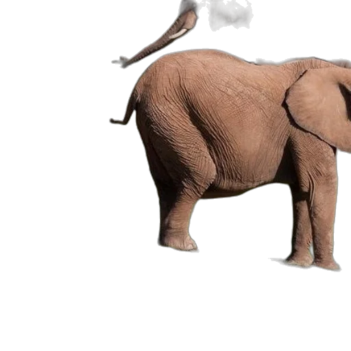 animal, creature, dragon, hair transparent PNG cut-out