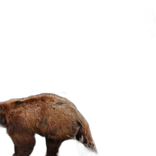 animal, creature, concept art, 3d render transparent PNG cut-out
