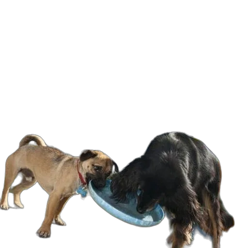 animal, hair, photorealistic, concept art transparent PNG cut-out