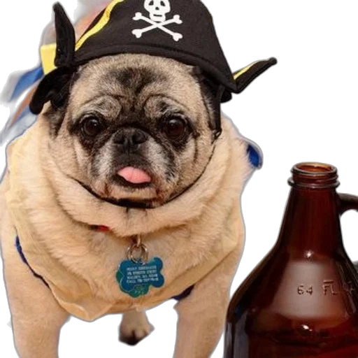 bottle, pug, dressed, pirate transparent PNG cut-out