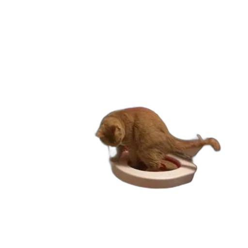 food, animal, creature, shoes transparent PNG cut-out