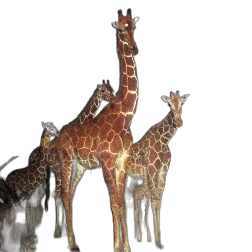 animal, creature, staff, 3d render transparent PNG cut-out