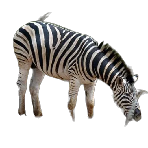 animal, creature, staff, weapon transparent PNG cut-out