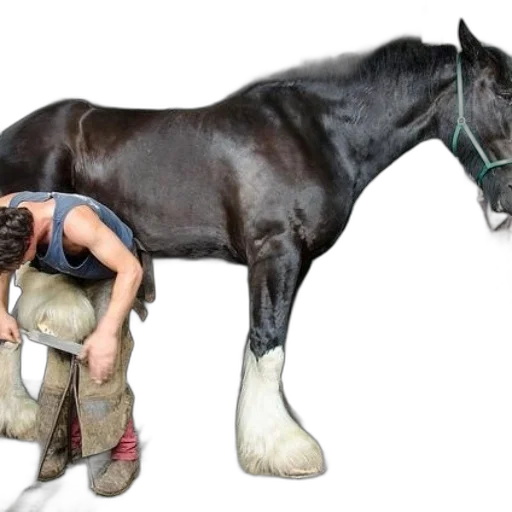 animal, creature, weapon, shoes transparent PNG cut-out
