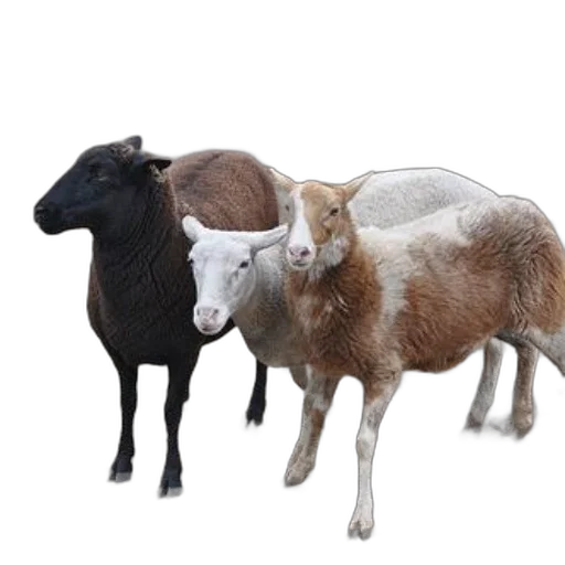 animal, jewelry, food, staff transparent PNG cut-out