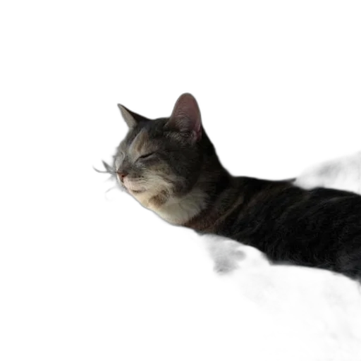 animal, creature, staff, face transparent PNG cut-out