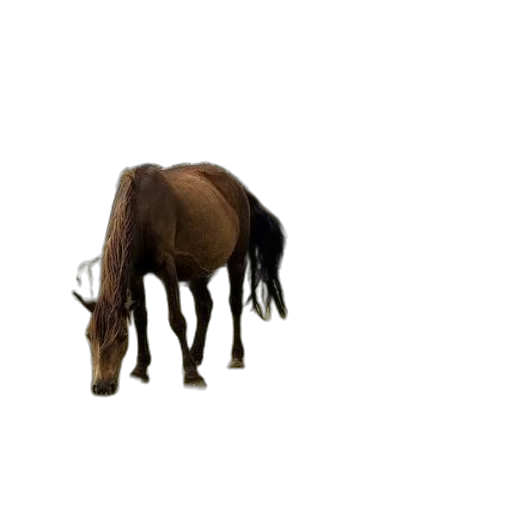 animal, hair, creature, hat transparent PNG cut-out