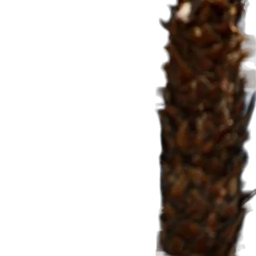 staff, weapon, tree, crown transparent PNG cut-out