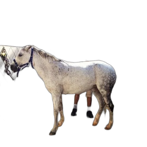animal, staff, creature, weapon transparent PNG cut-out
