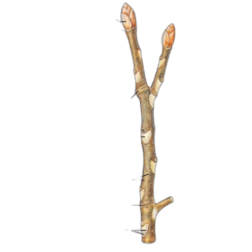 staff, tree, weapon, jewelry transparent PNG cut-out
