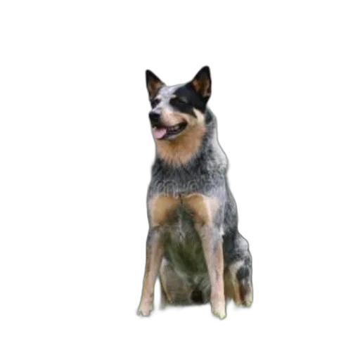 animal, creature, staff, photorealistic transparent PNG cut-out